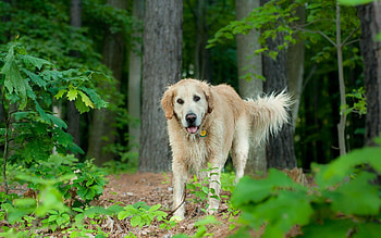 Animals, Trees, Grass, Leaves, Dog, Stroll HD wallpaper