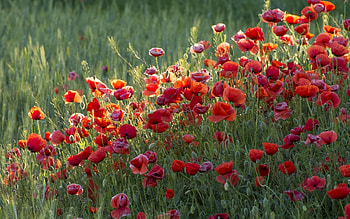 Plants, Flowers HD wallpaper