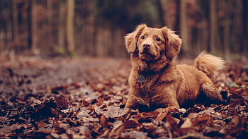 Dog, Cute Dog, Keywords, Keywords HD wallpaper
