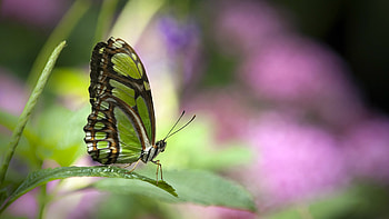Butterflies, Insects HD wallpaper