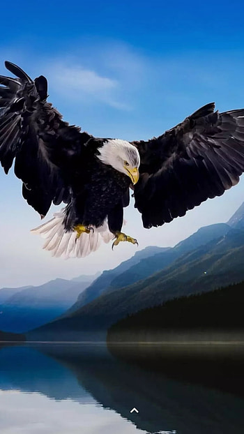 Eagle, sky, beak HD phone wallpaper