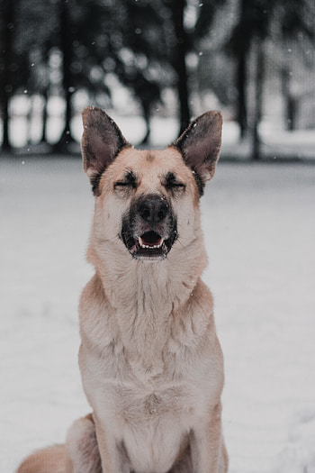 Funny, Animals, Snow, Dog, Nice, Sweetheart HD phone wallpaper