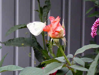 Plants, Butterflies, Flowers, Insects, Roses HD wallpaper