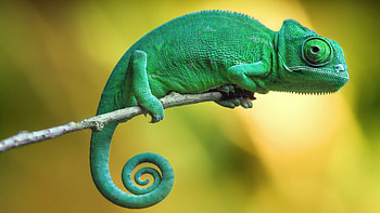 chameleon popular backgrounds HD wallpaper