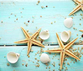 Starfish , Top , Starfish backgrounds HD wallpaper