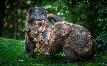 Animals, Grass, Bears, Couple, Pair, Fight HD wallpaper
