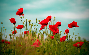 Poppy field , Serene floral display, Vibrant scene, Nature's beauty HD wallpaper