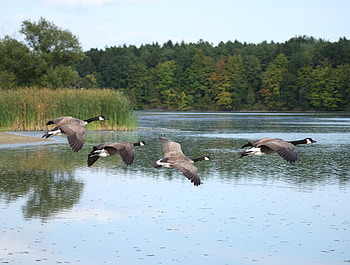 Nature Shot: Geese in Flight Over Serene Lake, graphy, Nature, Goose, Flying HD wallpaper