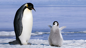 Baby Penguin HD wallpaper