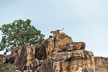 Animals, Rock, Rocks, Lion, Big Cat, Stone, Lion Cub HD wallpaper