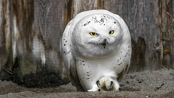 Animals, Owl, Beak, Predator, Yellow Eyes HD wallpaper