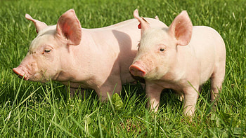 Sarcoptes pig info, Pig health tips, Veterinary advice, Farm animal care HD wallpaper