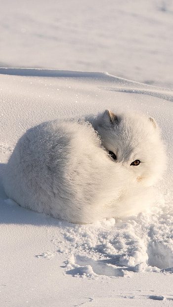 Animal, Arctic Fox HD phone wallpaper