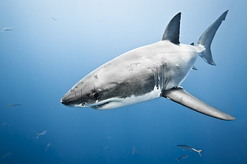 Great White Shark , Michelle Sellers post, Nature's marvel, Breathtaking visuals HD wallpaper