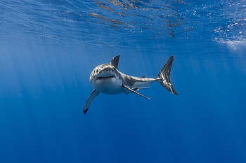 Shark , shark, underwater, fish, animals HD wallpaper