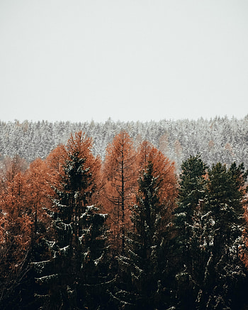 Winter, Nature, Trees, Snow, Forest HD phone wallpaper