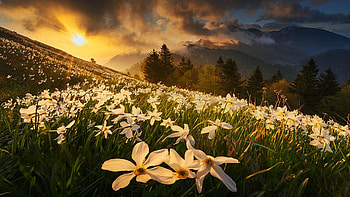 Daffodils bloom at Golica, Karawanks mountain range, Slovenia, spring, blossoms, colors, clouds, trees, flowers, sky HD wallpaper