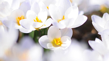 Flowers, Plant, Macro, Light, Bloom, Flowering, Light Coloured HD wallpaper