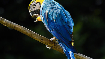 Blue macaw parrot, Vibrant colors, , Mesmerizing creature HD wallpaper