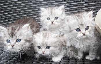 Good company, sweet, kitties, animals, cats, cute, adorable, kittens, persian HD wallpaper