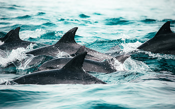 dolphins, sea, flock of dolphins, waves, mammals, dolphins in the sea HD wallpaper
