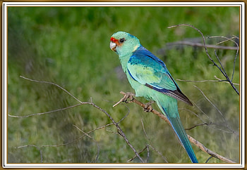 FRAMED BIRD., NATURE, , BIRD, FRAMED HD wallpaper