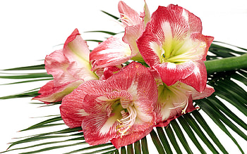 Pretty red flower bouquet, still life, bouquet, pretty, flower, nature HD wallpaper