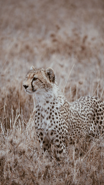 Animals, Grass, Leopard, Predator, Big Cat, Wildlife HD phone wallpaper