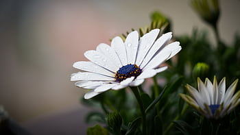 A detailed macro shot of a white daisy with dew droplets, showcasing nature's beauty. HD wallpaper