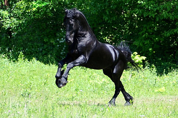 Beautiful Friesain, animal, horse, cavalo HD wallpaper