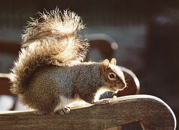 Sunny Mr. Squirrel, sunlight, animals, squirrel HD wallpaper