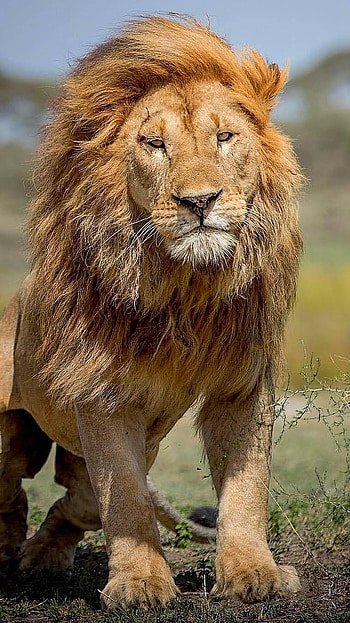 Lion, Lion King HD phone wallpaper