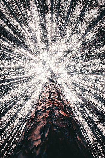 Nature, Wood, Tree, Bark, Bottom View, Trunk HD phone wallpaper