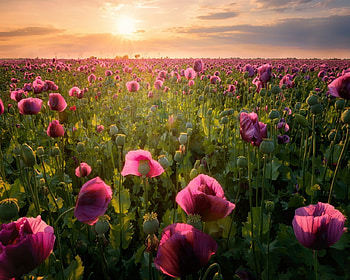 Purple poppy field, poppies, purple, poppy, field, flowers, nature HD wallpaper