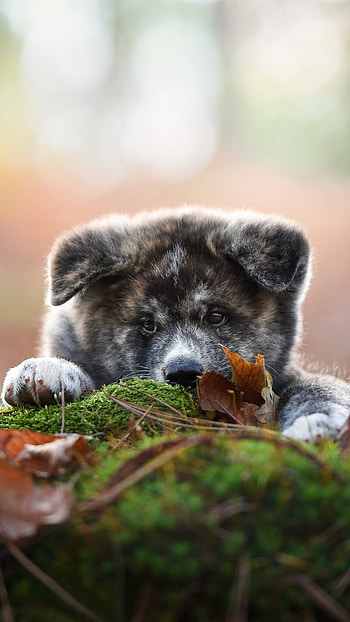puppy, baby animal, dog, Animal, shiba inu HD phone wallpaper