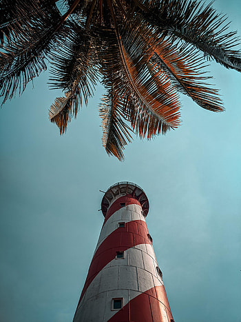 Nature, Palms, Lighthouse, Bottom View HD phone wallpaper