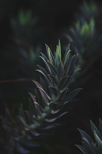 Nature, Leaves, Plant, Branch, Succulent HD phone wallpaper