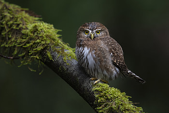 Majestic Owl in : Nature's Silent Sentinel, Animal, owl HD wallpaper