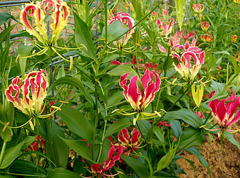 Flowers, Greens, Garden, Glorioza, Gloriosa HD wallpaper