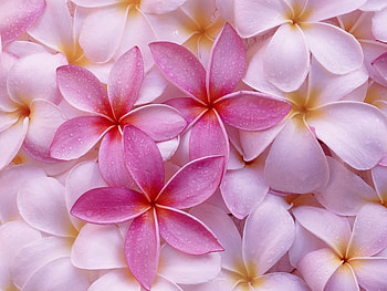 Plants, Flowers, Violet HD wallpaper