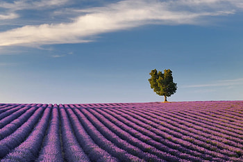 Provence, France, purple, rows, blossoms, lavender, sky, tree HD wallpaper