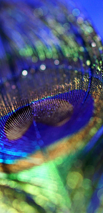 Feather, Peacocks HD phone wallpaper