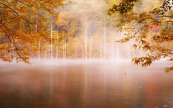 Forest Nature graphy, forest, nature, graphy HD wallpaper