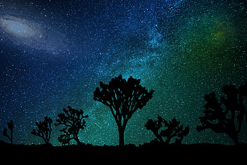 Nature, Starry Sky, Milky Way, Joshua Tree HD wallpaper