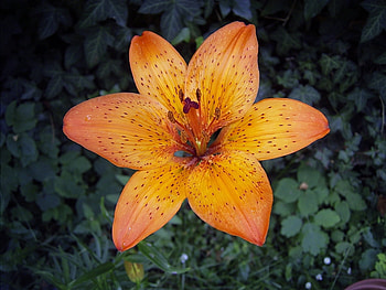 Plants, Flowers HD wallpaper