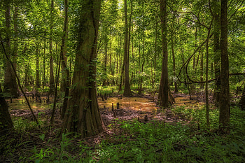 Forest in North Carolina, Serene and verdant, Natural beauty HD wallpaper