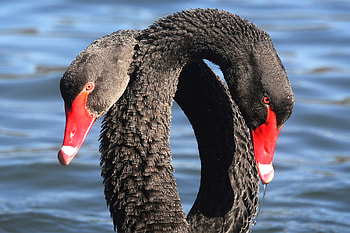 Swan, Animals, Love and loss, New beginnings HD wallpaper