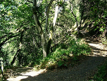 Going Up One Level, trees, trail, dirt, forest HD wallpaper