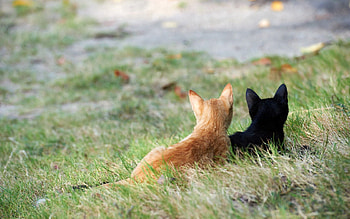 Animals, Grass, Couple, Pair, Redhead, Kittens HD wallpaper