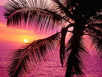 Landscape, Sunset, Sea, Beach HD wallpaper